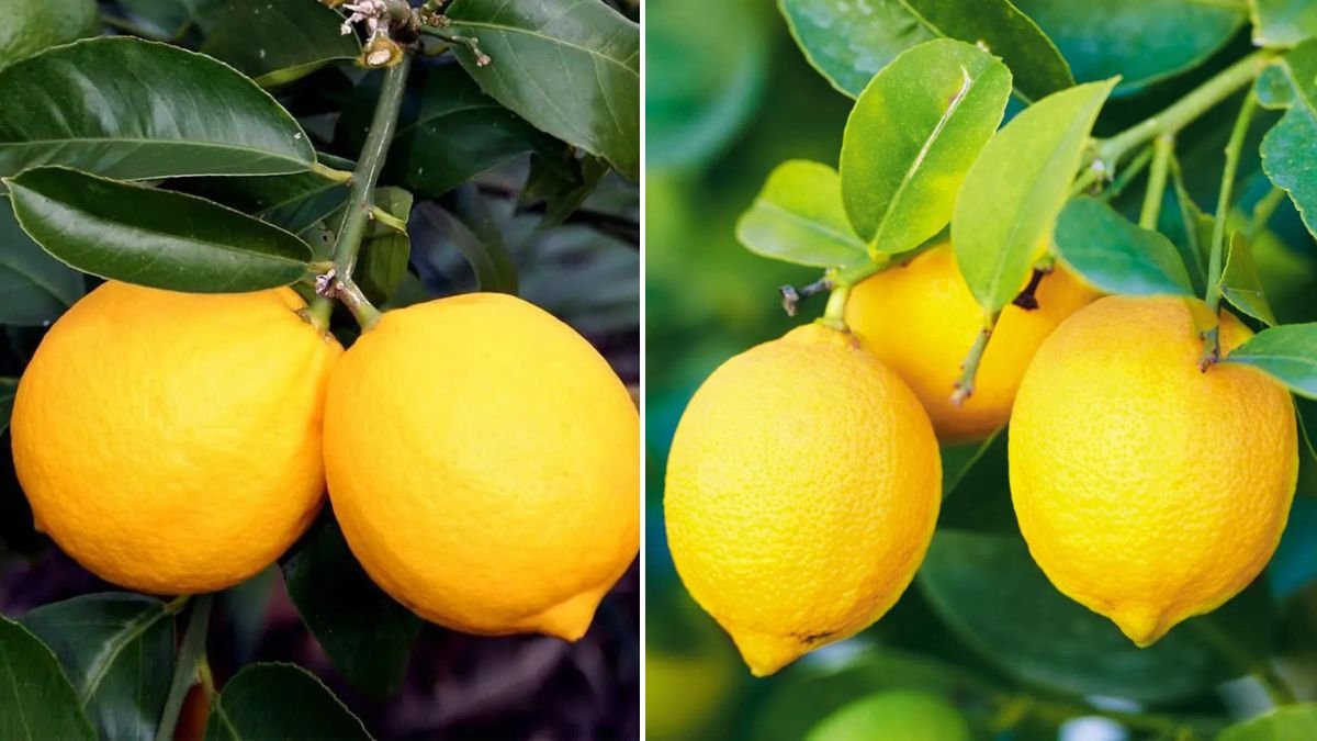 What is the Scientific Name of Lemon?