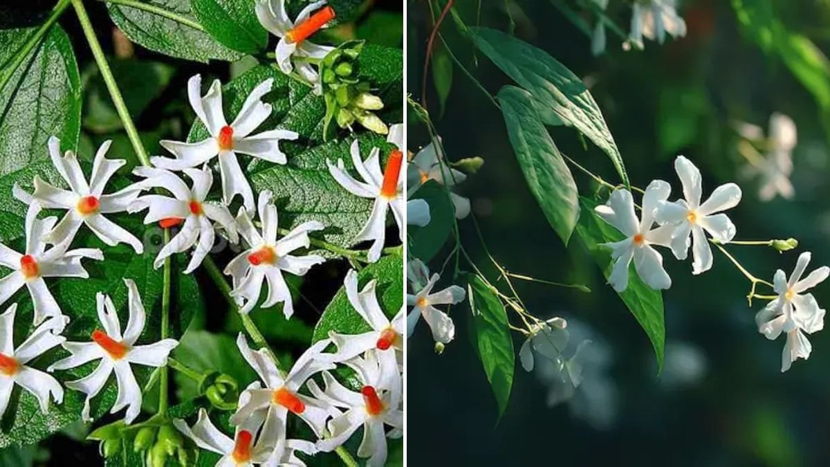7 Health Benefits Of Parijat Or Night Jasmine Leaves
