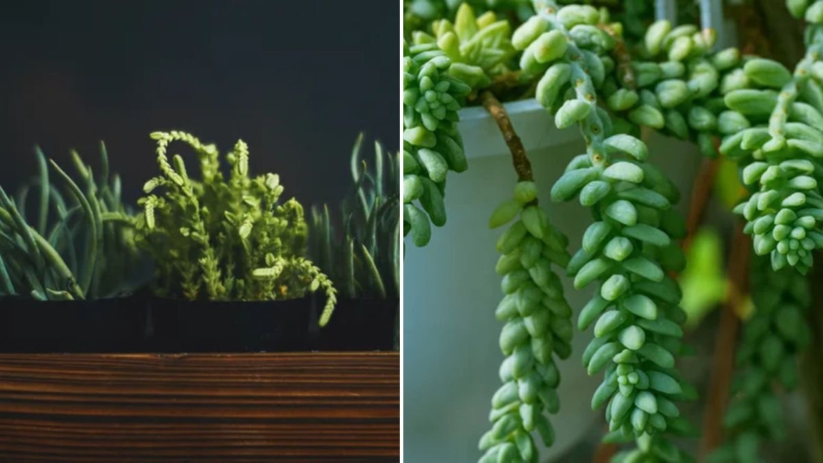 The Indoor Plant That Thrives In Low Light (Unlike Other Succulents)