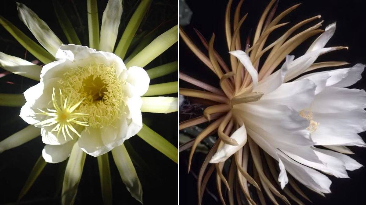 Mystic Moonlit Blossoms: Flowers That Only Bloom at Night