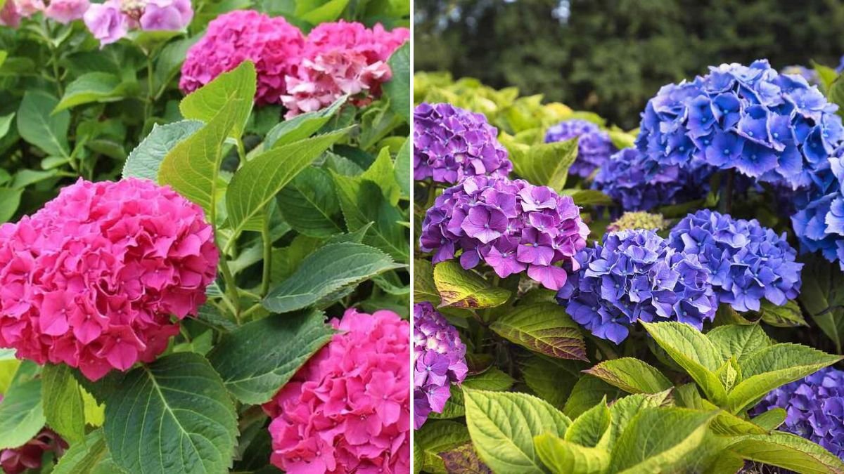 Summer Hydrangea Success: 8 Smart Tips for Growing Bigger, Brighter Blooms