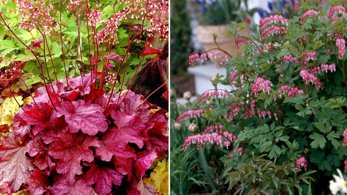 Hidden Garden Gems: 12 Shade-Loving Plants That Flourish Where Sun Can’t Reach
