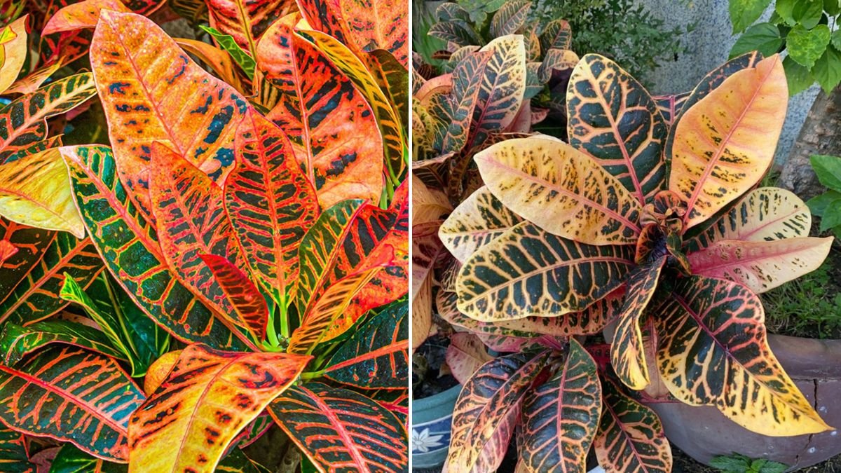 Vibrant Croton Care: How to Keep Crotons Healthy and Full of Color Indoors