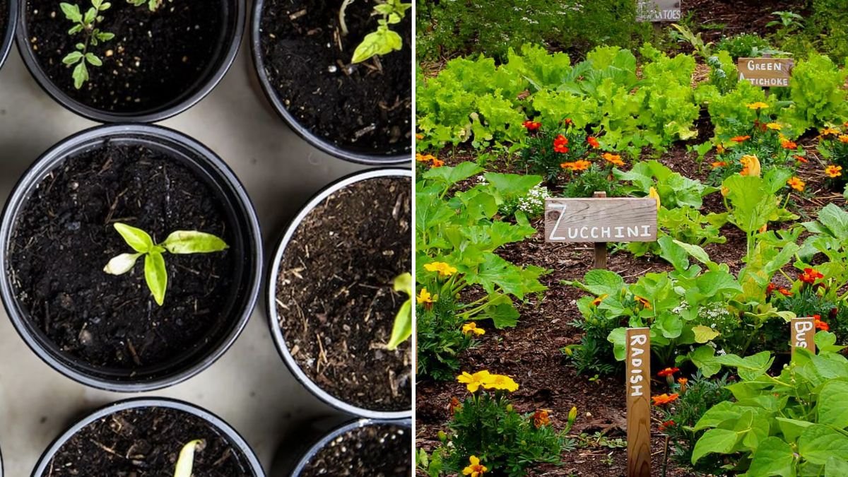 Beginner’s Green Thumb: 15 Plants Even First-Time Gardeners Can Grow with Ease