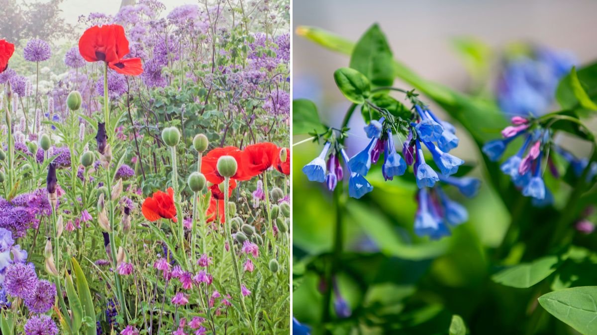 Early Bloom Magic: 9 Wildflowers You Can Start From Seed in January
