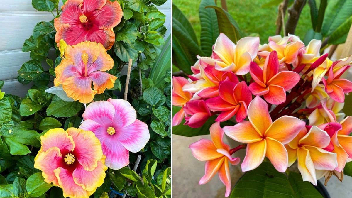 Easygoing Tropicals: Discover Low-Maintenance Tropical Plants That Thrive in Water