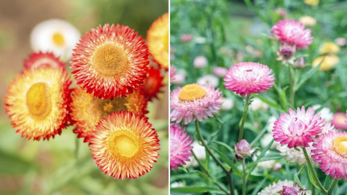 Strawflower Spotlight: Try These Exciting New Varieties in Your Garden