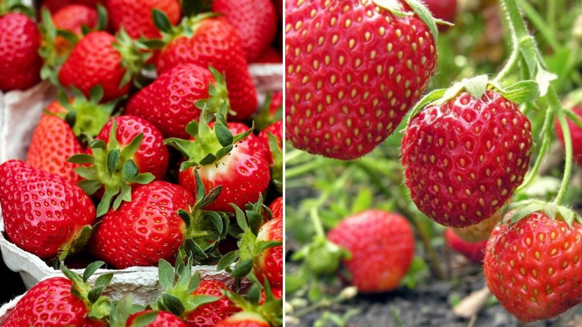 Try This Clever Trick: Put Pine Needles in Your Strawberry Patch and See What Happens