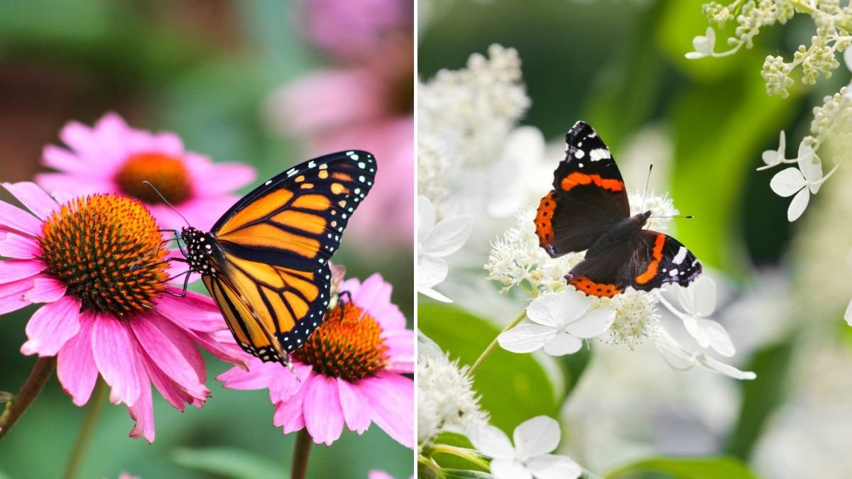 17 Flowering Shrubs That Naturally Attract Butterflies to Your Garden