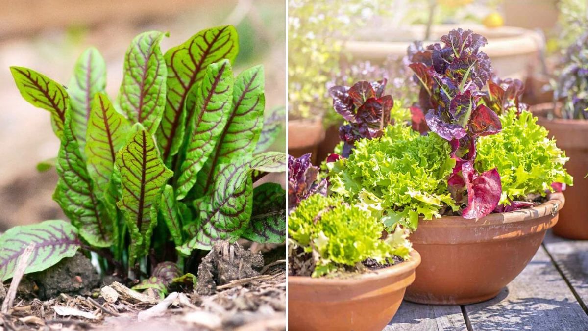 10 Perennial Vegetables and Herbs You Can Easily Grow in Containers