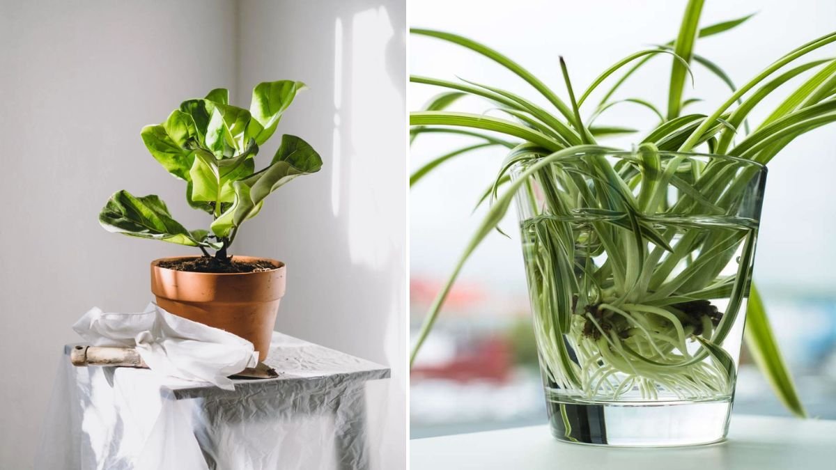 Easy-Care Indoor Plants That Thrive with Minimal Effort