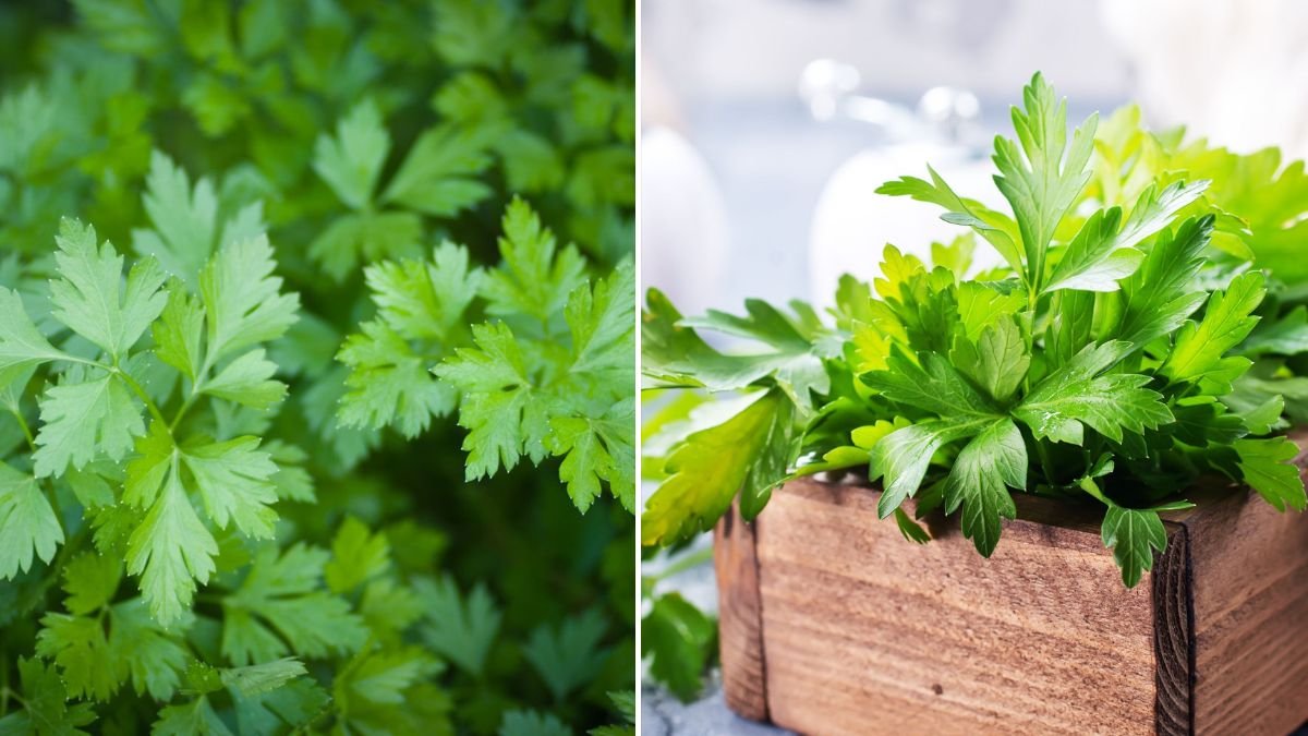 11 Vegetables That Thrive When Planted with Parsley
