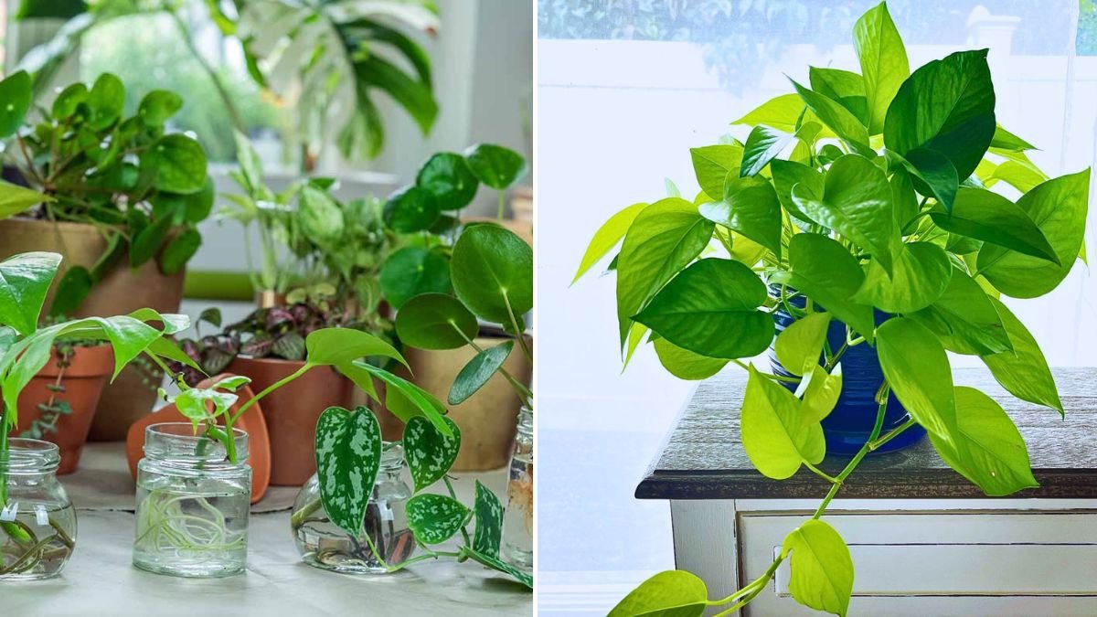 Multiply Your Indoor Garden: 7 Houseplants You Can Easily Grow from Cuttings