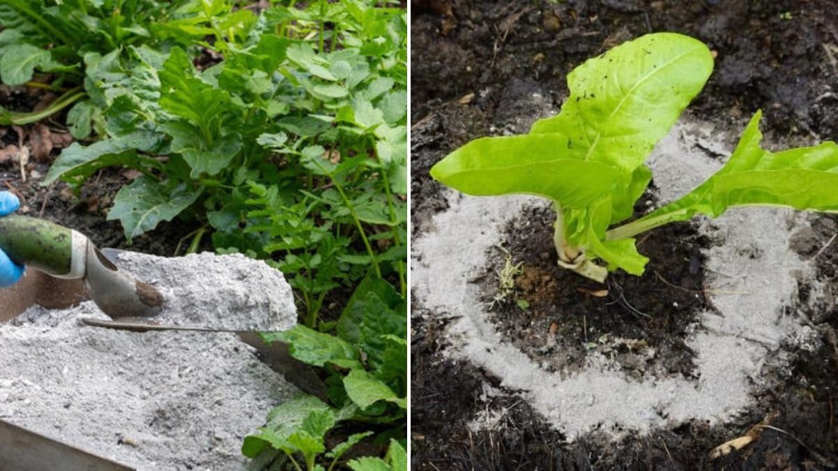 Don’t Throw Away Your Wood Ashes: These 16 Plants Will Thank You