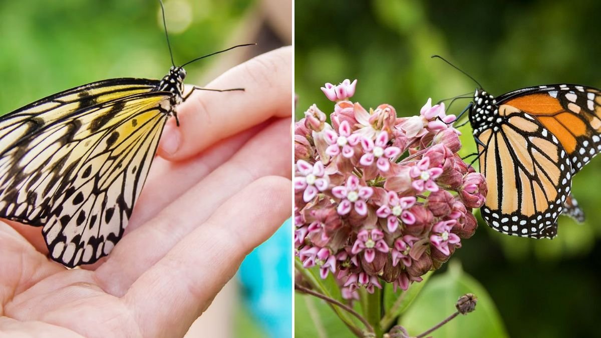Butterfly Populations Are Declining — Here’s How to Help by Growing Native Plants for Pollinators