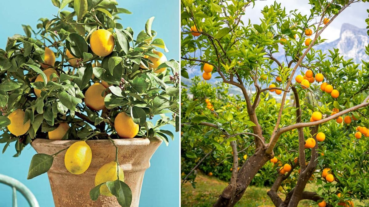 7 Fruit Trees That Are Perfect for Growing Indoors: Expert Tips & Latest Trends