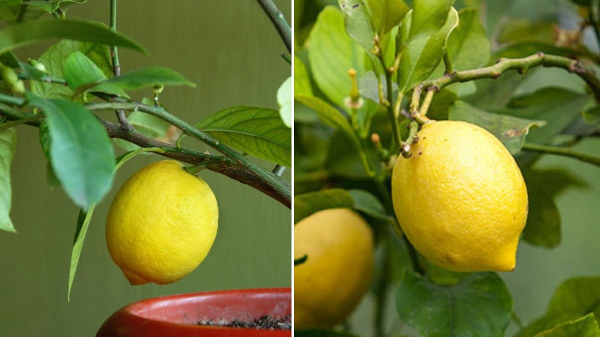 5 Reasons Why Lemons Are the Best Fruit Tree to Grow in Containers or Pots