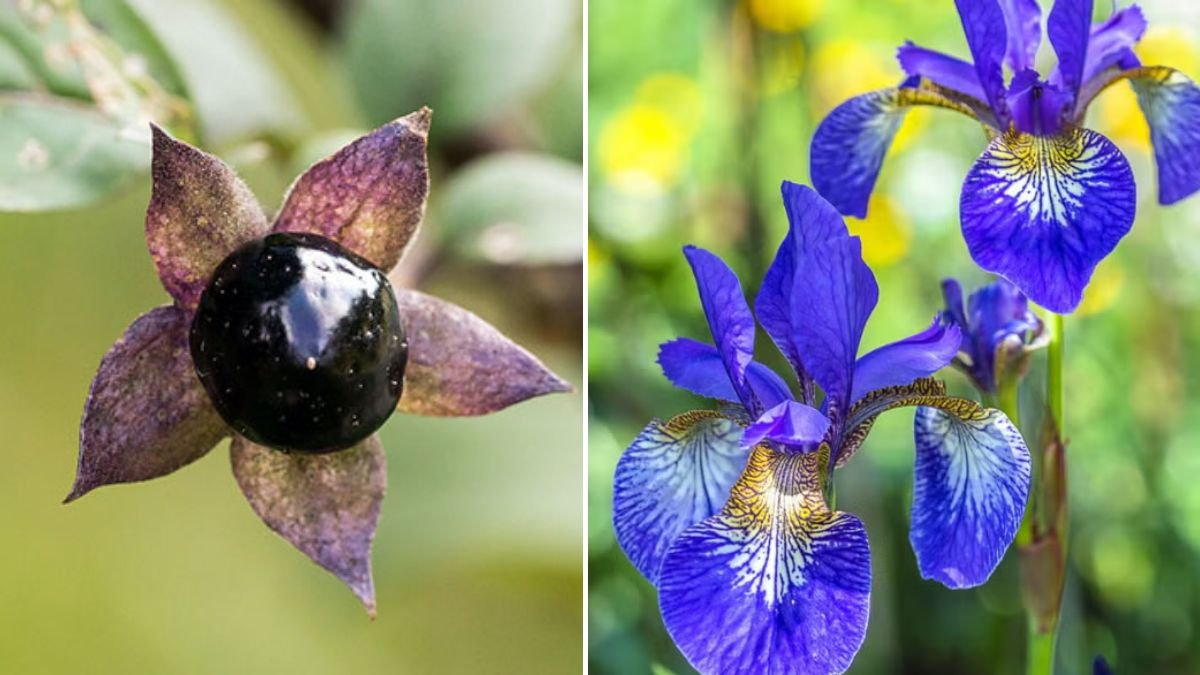 The Top 10 Deadliest Plants (They Can Kill You!)