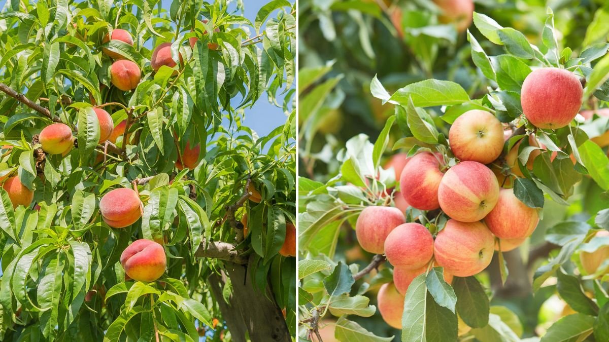 How to Get a Peach Tree to Fruit — 3 Expert Tips for a Bigger, Sweeter Harvest