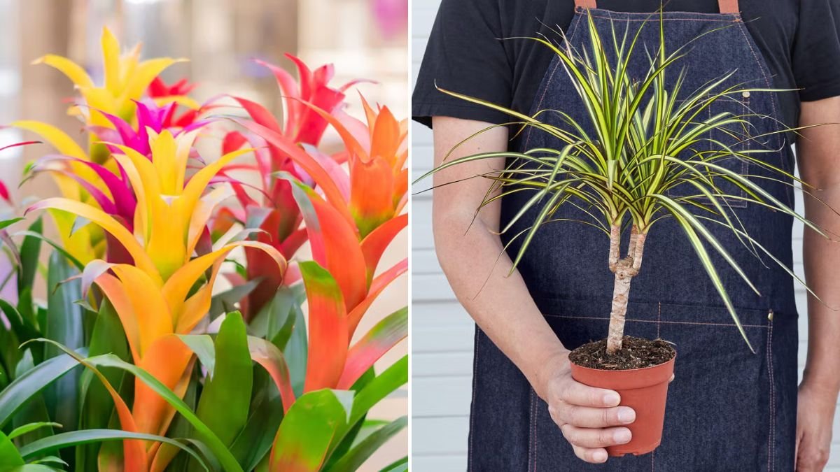 Stop Chasing Sunbeams: Growers Recommend the Best Indoor Plants for Rooms Without Direct Sunlight | [FOCUS KEYWORD]