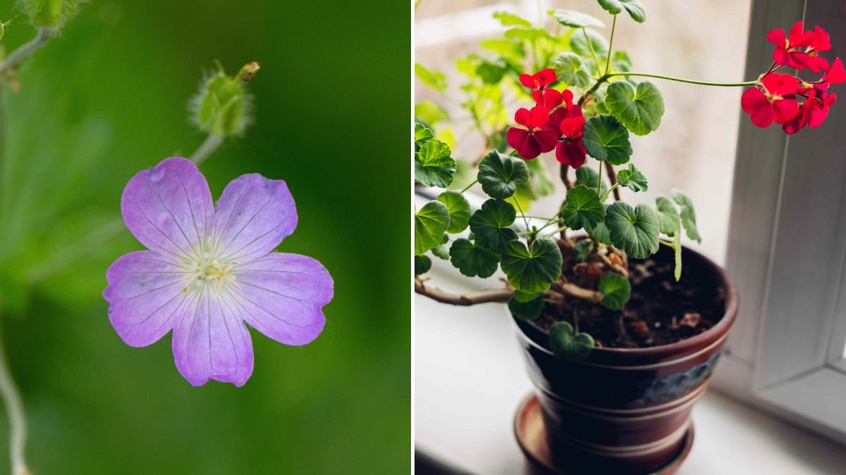 The best methods for overwintering geraniums (& the benefits of doing so)