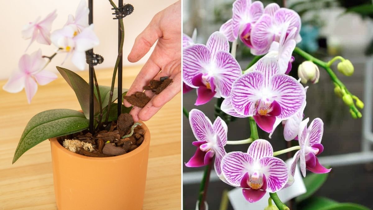 The Secret to Orchids That Stay Healthy and Bloom Longer