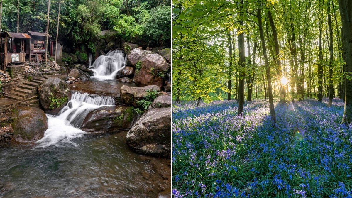 Two Year Forest Living Experience — A Life-Changing Journey Into Nature