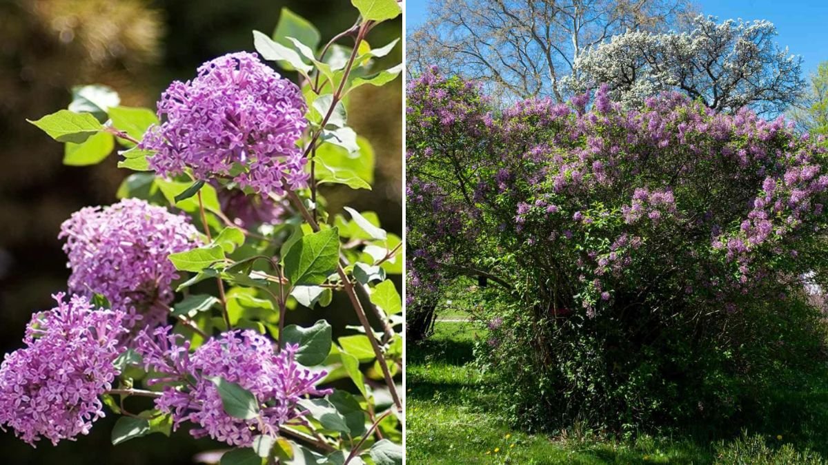 Reblooming Lilac ‘Bloomerang’ — Try This New Plant for Endless Fragrant Blooms