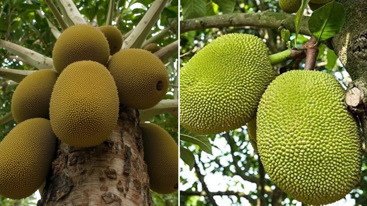 [FOCUS KEYWORD]: Living Alone in the Forest — Big Jackfruit Harvest & Market Adventure