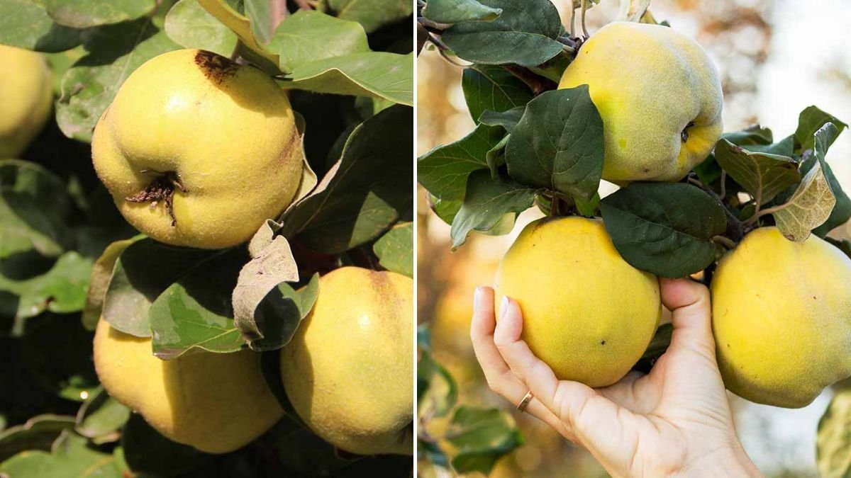 Two Years Alone in the Forest: Harvesting Pineapples, Duck Eggs & Cooking Like a Wild Forager