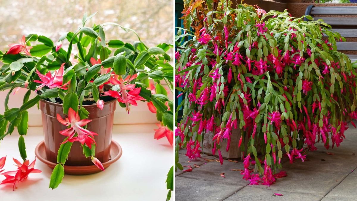 How to Get Your Holiday Cactus to Re‑Bloom Every Year