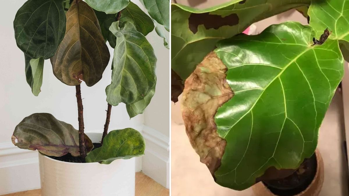 Why Your Fiddle Leaf Fig Is Dropping Leaves (and How to Fix It)