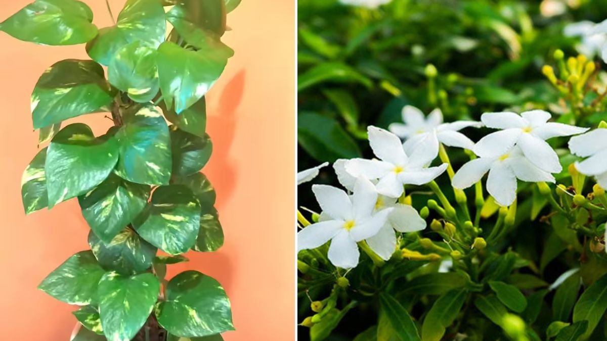 10 Plants That Have Spiritual Significance | [FOCUS KEYWORD]