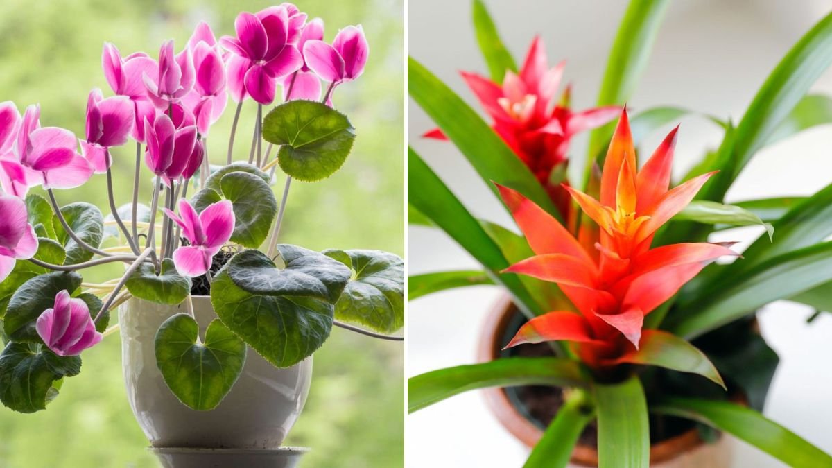 10 Indoor Plants That Grow Rare, Beautiful Flowers | [FOCUS KEYWORD]