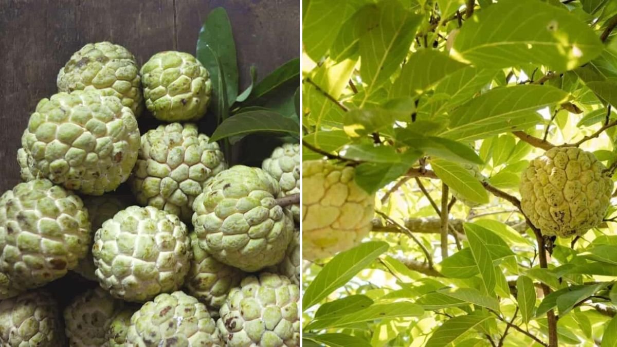 2 Years Living Off-Grid in the Forest – Custard Apple Harvest!