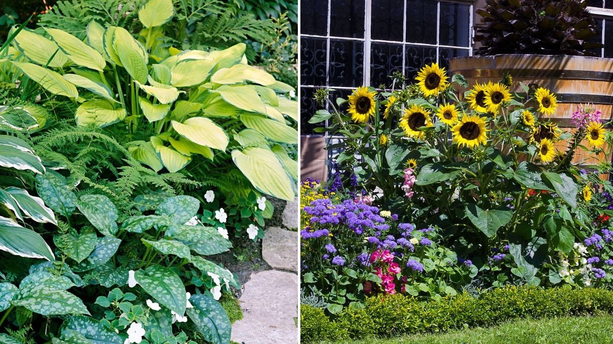 10 Shade-Tolerant Ornamental Plants Every Gardener Should Know
