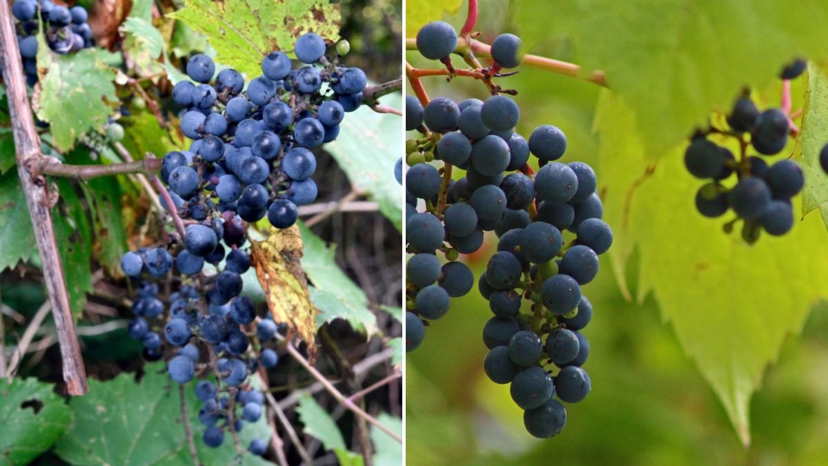 [FOCUS KEYWORD]: Three Years in the Forest — Harvesting Wild Red Grapes & Cooking from Scratch