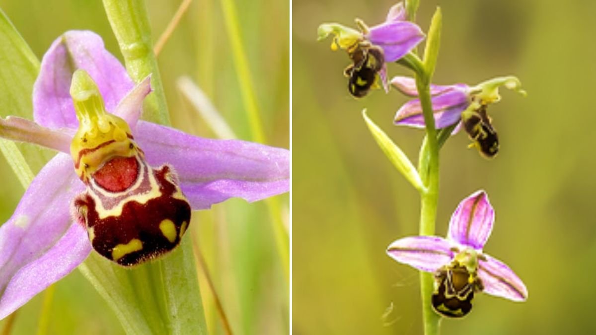 8 Crafty Plants That Have Mastered Deceit — Nature’s Botanical Tricksters
