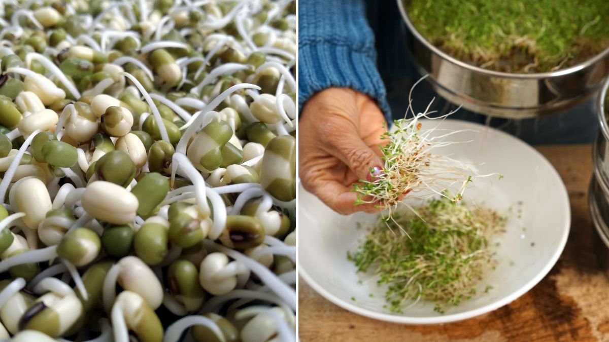 Tips for Growing Super Clean, Super Easy Bean Sprouts – Perfect for Beginners!