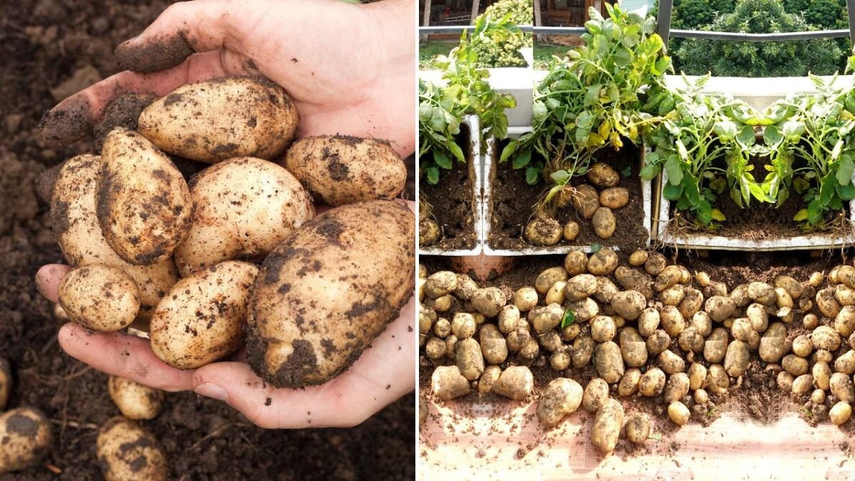 I Had No Garden, No Money… Yet I Grew a Ton of Potatoes!