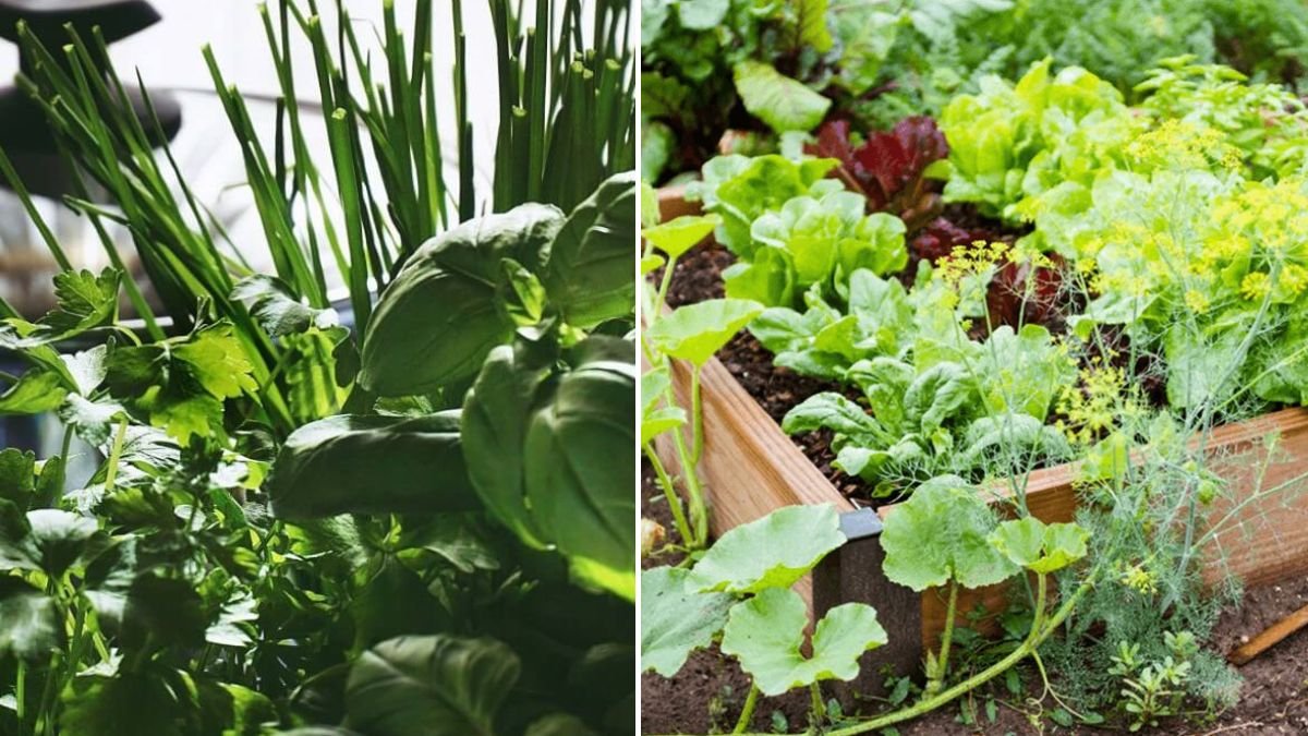 This Is How I Get Fresh Herbs Every Day — And Save a Ton of Money!