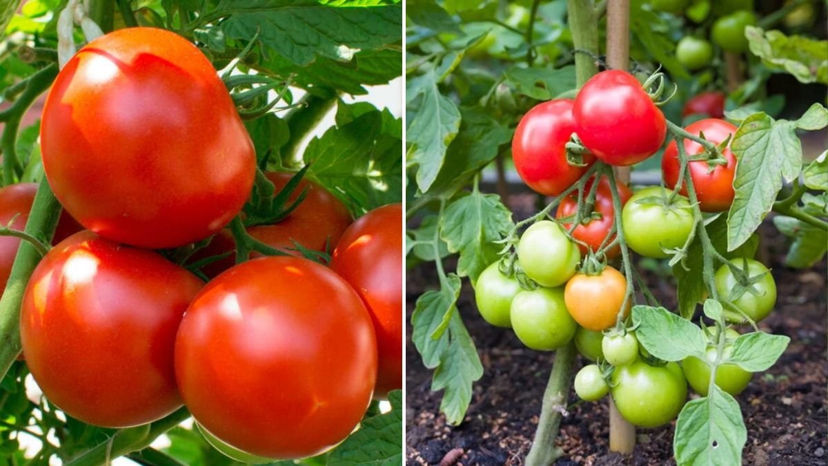 Delicious Grape Tomatoes, Unbelievably Easy to Grow: A Complete Beginner’s Guide