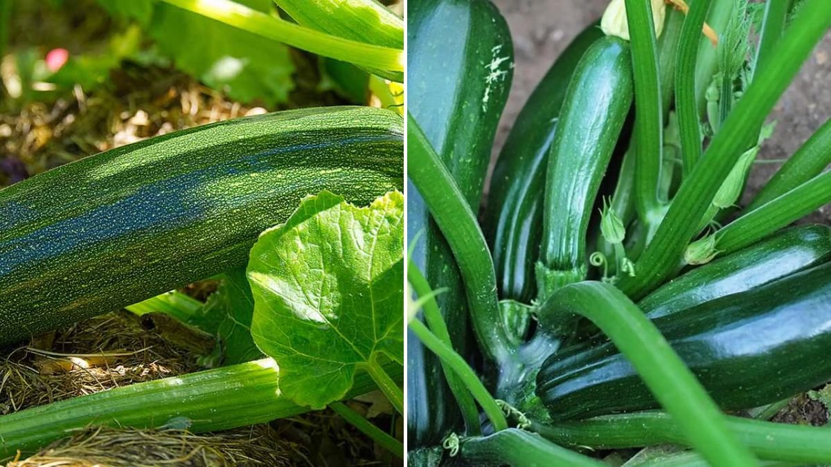 No Fertilizer, No Pesticides – Just This One Trick, Zucchini Grows All Season Long!