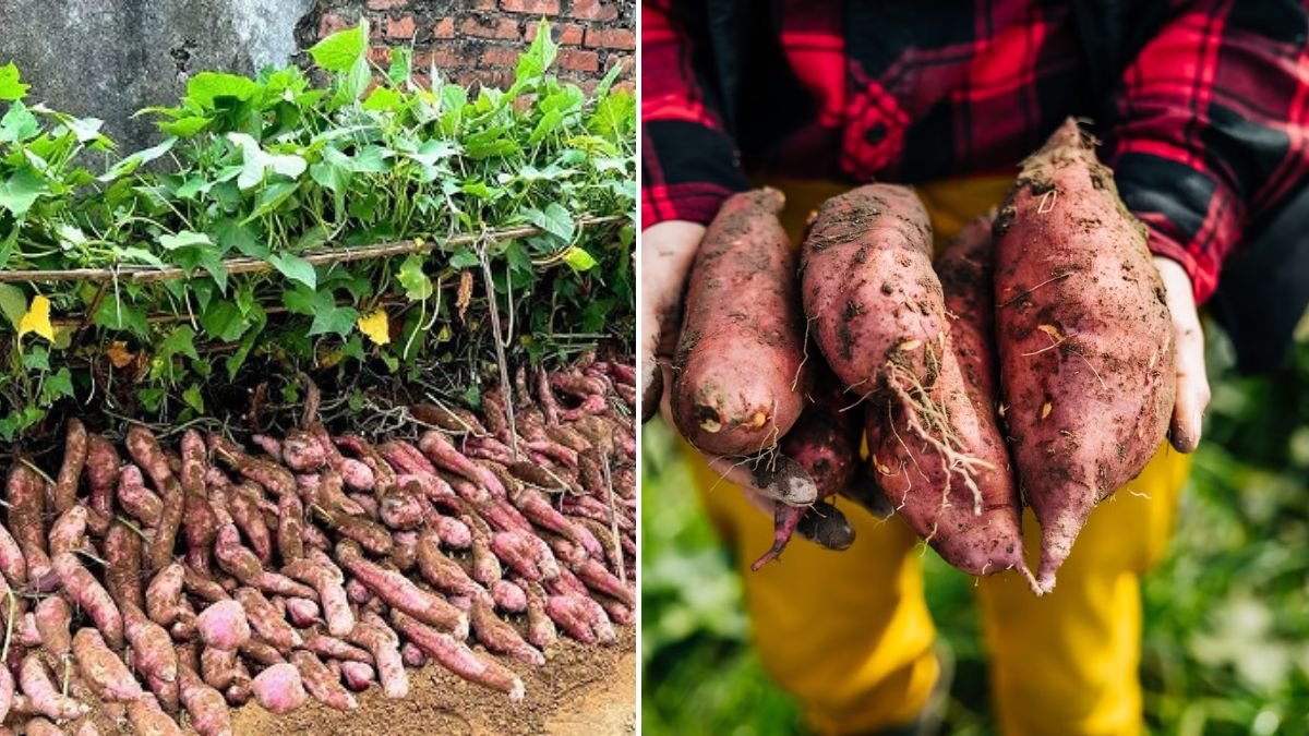 Sweet Potato Growing Tips for Beginners: Without Spending a Penny, 10x Higher Yield!