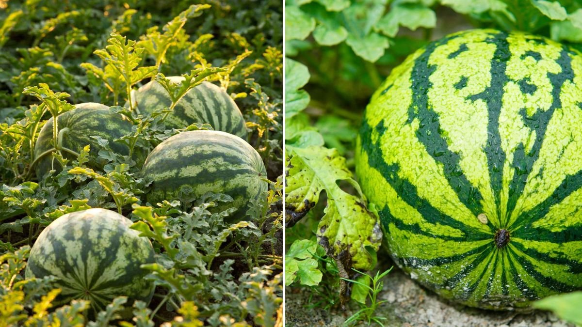 Don’t Plant Watermelon Until You Learn This 1-Seed Trick!