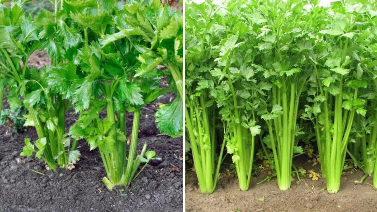 Started With $0 – I Grew Celery on Rocks and Made 5x the Profit!