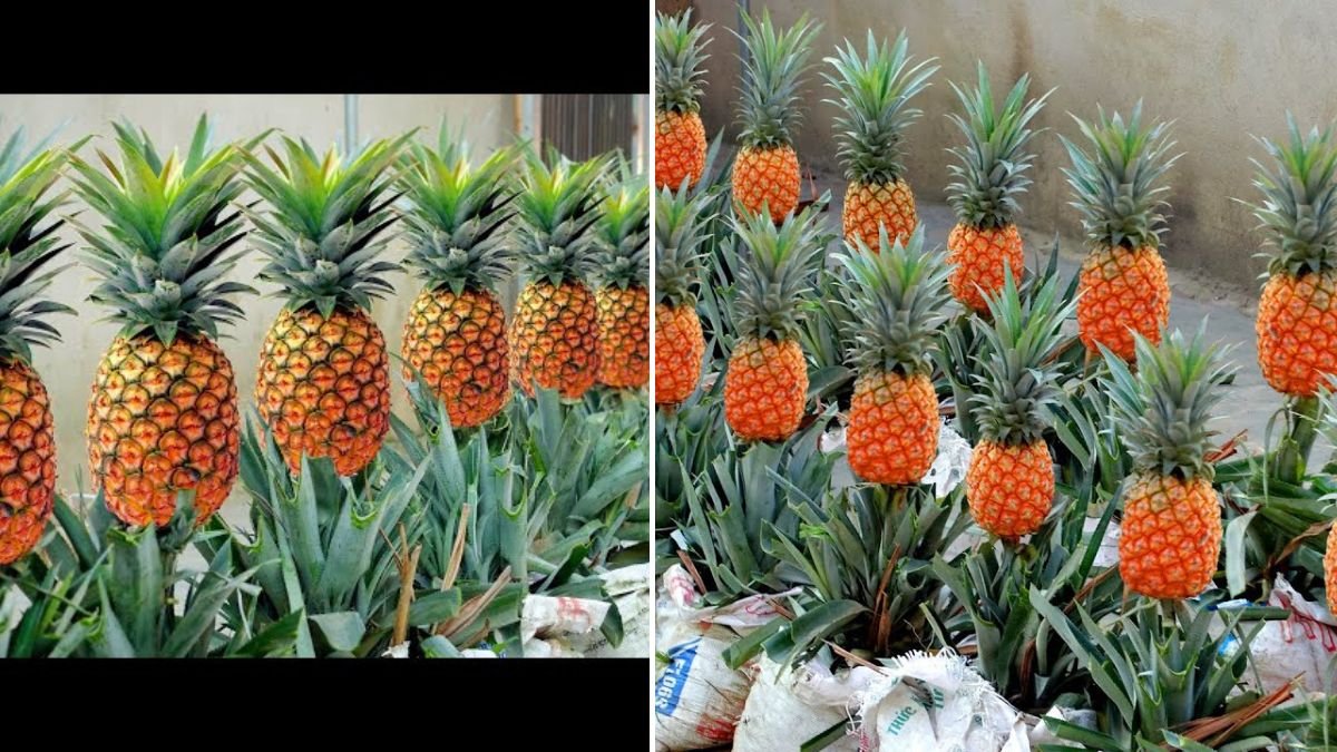 Everyone’s Throwing This Away — I Used It to Grow a Pineapple Farm!