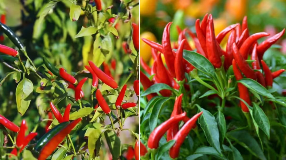 Just One Chili – I Grew a Whole Garden Without Spending a Cent!