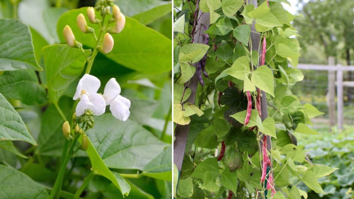 I Neglected My Bean Plants — and They Rewarded Me With Flowers!