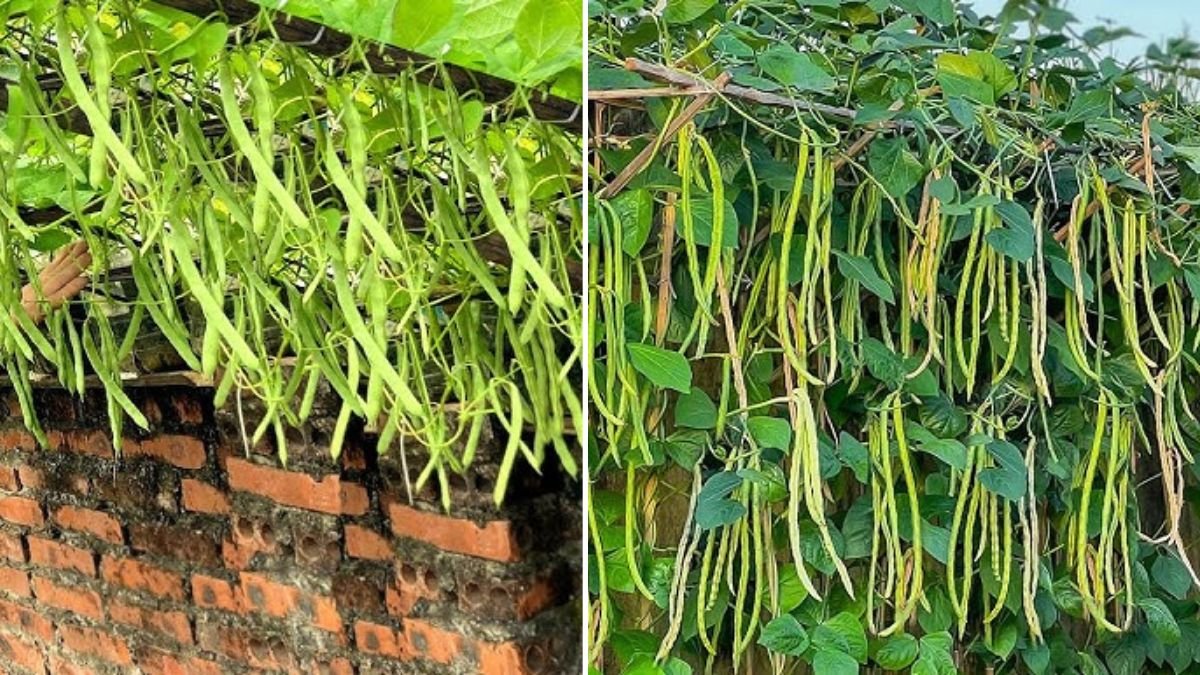 I Neglected My Bean Plants — and They Gave Me Flowers in Return!